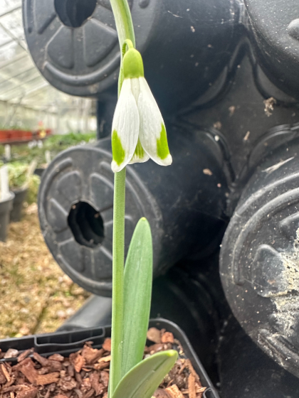 Galanthus 'Blue Trym'